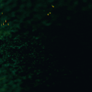 Ashes V4