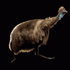 Emu Run PORTRAIT montage v2.2022 09 27 12 53 23