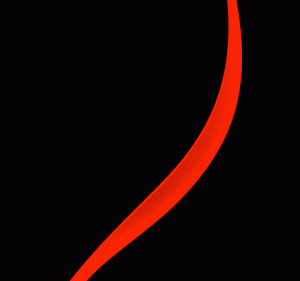 Ribbon.2023 08 28 16 43 01