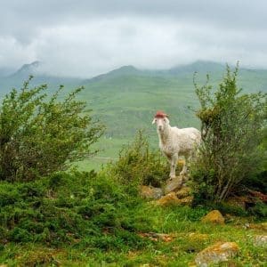 Goat 02 printable area 1